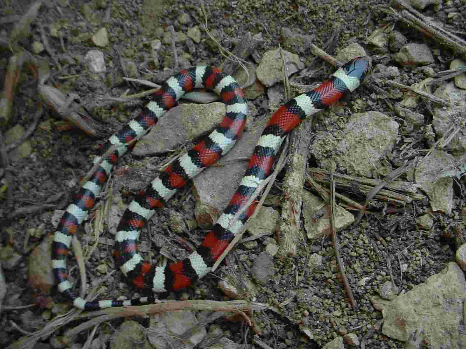 Kansas Gentilis